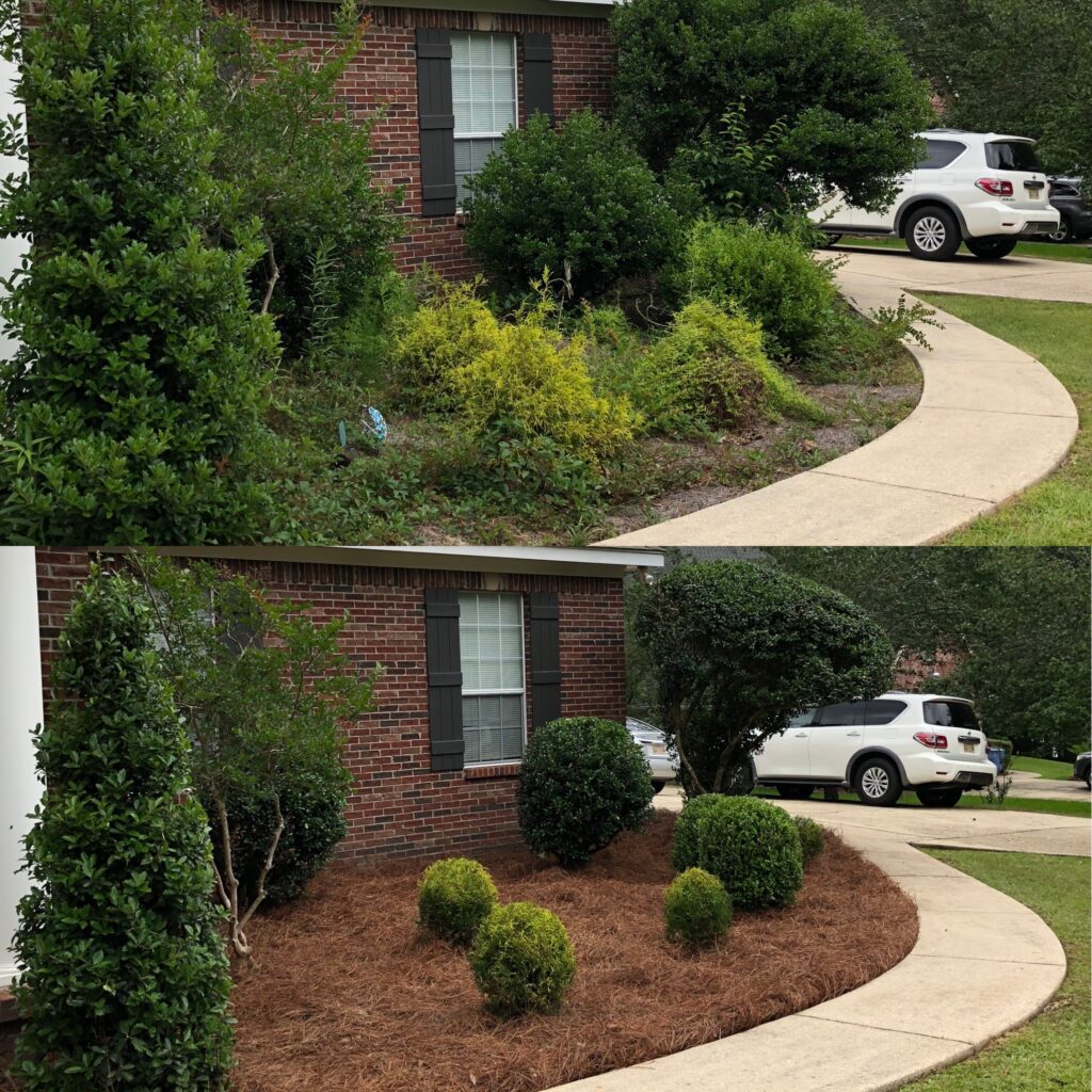 Complete property cleanup with weed removal bush shaping and pine straw installation in Petal Mississippi
